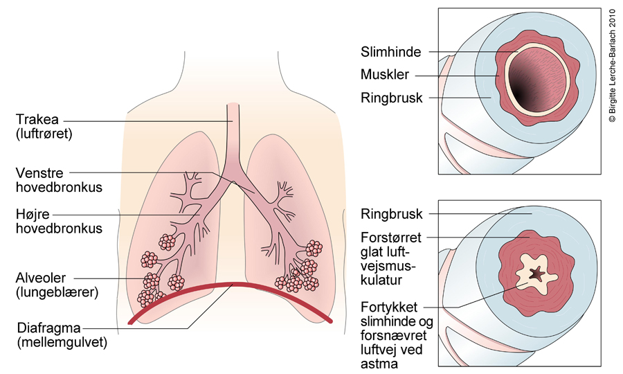 Case_Novartis-Elearning Novartis | 1